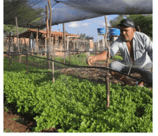Mudas (Time Enactus IFCE Iguatu - Ceará)