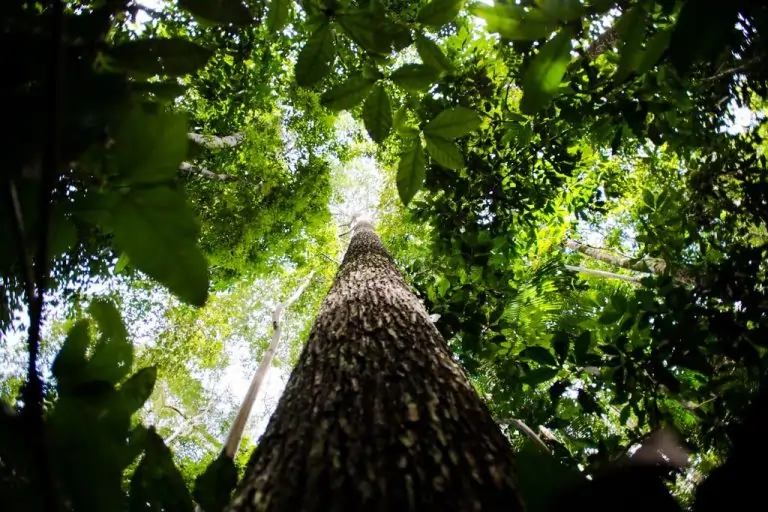 Imagem de uma árvore vista de baixo, no meio da floresta. Texto: Novo marco do licenciamento ambiental no Brasil.