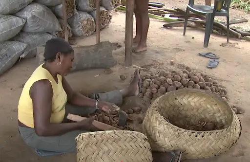 A imagem mostra uma mulher sentada no chão de terra, usando blusa sem manga na cor amarela e calça cinza. Em uma mão está segurando um pedaço de madeira e na outra mão o coco babaçu. Ao seu lado há dois cestos de palha com alguns cocos dentro. À sua frente está uns cocos amontoados no chão. Na imagem também tem um chinelo de dedo, uma cadeira de plástico e alguns sacos empilhados que parecem palhas dentro. Também tem uma outra mulher que aparece somente as pernas da coxa para baixo. Texto: Entenda qual a relação dos povos quilombolas e a proteção do meio ambiente